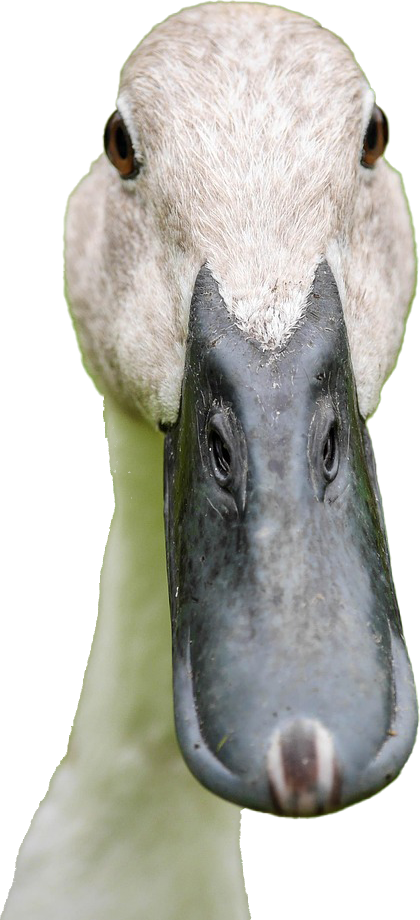 Bild einer Ente